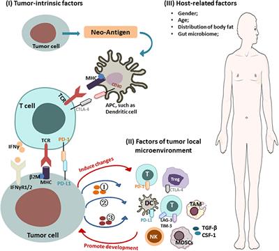 Frontiers | Mechanisms Of Cancer Resistance To Immunotherapy